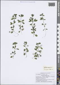 Galium aparine L., Eastern Europe, Central forest-and-steppe region (E6) (Russia)