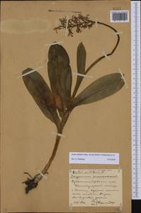 Orchis militaris subsp. stevenii (Rchb.f.) B.Baumann & al., Caucasus, Stavropol Krai, Karachay-Cherkessia & Kabardino-Balkaria (K1b) (Russia)