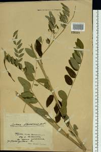 Sophora flavescens Aiton, Siberia, Russian Far East (S6) (Russia)