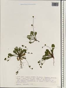 Scrophulariaceae, South Asia, South Asia (Asia outside ex-Soviet states and Mongolia) (ASIA) (India)