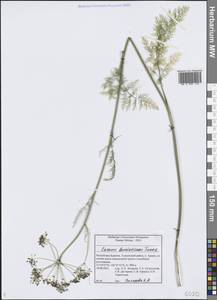 Carum buriaticum Turcz., Siberia, Baikal & Transbaikal region (S4) (Russia)
