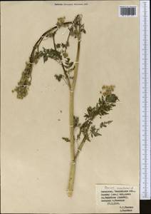 Conium maculatum L., Middle Asia, Western Tian Shan & Karatau (M3) (Kazakhstan)