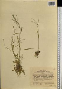 Arabidopsis lyrata subsp. kamchatica (Fisch. ex DC.) O'Kane & Al-Shehbaz, Siberia, Russian Far East (S6) (Russia)