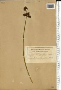 Schoenoplectus lacustris (L.) Palla, Eastern Europe, Belarus (E3a) (Belarus)