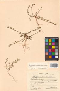 Polygonum sabulosum Vorosch., Siberia, Russian Far East (S6) (Russia)