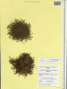 Arenaria pseudofrigida (Ostenfeld & Dahl) Schischkin & Knorring, Eastern Europe, Northern region (E1) (Russia)