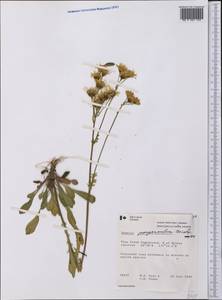 Packera paupercula (Michx.) Á. Löve & D. Löve, America (AMER) (Canada)