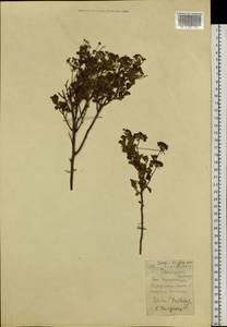 Spiraea trilobata L., Siberia, Western (Kazakhstan) Altai Mountains (S2a) (Kazakhstan)