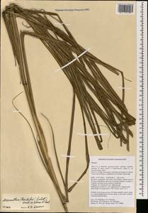 Miscanthus floridulus (Labill.) Warb. ex K.Schum. & Lauterb., South Asia, South Asia (Asia outside ex-Soviet states and Mongolia) (ASIA) (Vietnam)