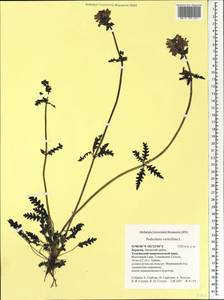 Pedicularis verticillata, Siberia, Baikal & Transbaikal region (S4) (Russia)