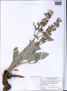 Salvia macrosiphon Boiss., Middle Asia, Pamir & Pamiro-Alai (M2) (Uzbekistan)
