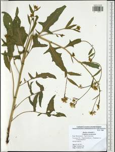 Bunias orientalis L., Eastern Europe, Central region (E4) (Russia)