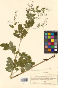 Thalictrum minus subsp. elatum (Jacq.) Stoj. & Stef., Siberia, Russian Far East (S6) (Russia)