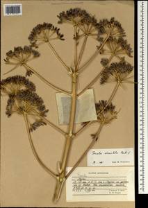 Ferula stenoloba Rech. fil., South Asia, South Asia (Asia outside ex-Soviet states and Mongolia) (ASIA) (Afghanistan)