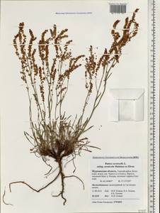 Rumex acetosella L., Eastern Europe, Northern region (E1) (Russia)