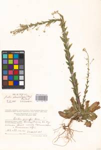 Arabis planisiliqua (Pers.) Rchb., Eastern Europe, Moscow region (E4a) (Russia)