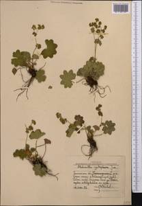 Alchemilla cyrtopleura Juz., Middle Asia, Western Tian Shan & Karatau (M3) (Uzbekistan)