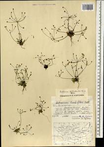 Androsace fedtschenkoi Ovcz., Mongolia (MONG) (Mongolia)