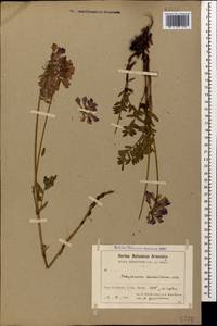 Hedysarum caucasicum M.Bieb., Caucasus, Armenia (K5) (Armenia)