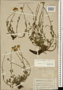 Archanthemis marschalliana subsp. sosnovskyana (Fed.) Lo Presti & Oberpr., Caucasus, Georgia (K4) (Georgia)