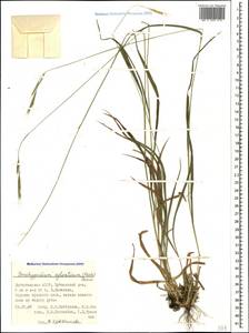 Brachypodium sylvaticum (Huds.) P.Beauv., Caucasus, Dagestan (K2) (Russia)