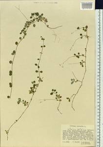 Linnaea borealis L., Siberia, Russian Far East (S6) (Russia)