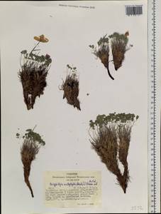 Paraquilegia microphylla (Royle) J. Drumm. & Hutch., Siberia, Altai & Sayany Mountains (S2) (Russia)