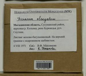 Dicranum elongatum Schleich. ex Schwägr., Bryophytes, Bryophytes - Chukotka & Kamchatka (B21) (Russia)