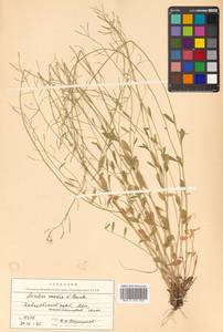 Arabidopsis lyrata subsp. petraea (L.) O'Kane & Al-Shehbaz, Siberia, Russian Far East (S6) (Russia)