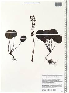 Pyrola asarifolia subsp. incarnata (DC.) A. E. Murray, Siberia, Baikal & Transbaikal region (S4) (Russia)