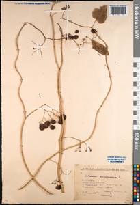 Solanum dulcamara L., Siberia, Baikal & Transbaikal region (S4) (Russia)