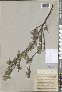 Betula humilis Schrank, Eastern Europe, Northern region (E1) (Russia)