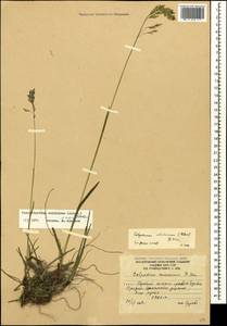 Paracolpodium colchicum (Albov) Tzvelev, Caucasus, South Ossetia (K4b) (South Ossetia)