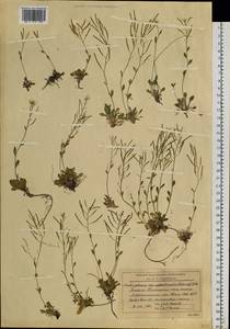 Arabidopsis septentrionalis (N. Busch) D. A. German, Siberia, Western Siberia (S1) (Russia)