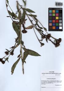 Centaurea phrygia L., Siberia, Altai & Sayany Mountains (S2) (Russia)