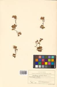 Micranthes merkii subsp. merkii, Siberia, Russian Far East (S6) (Russia)