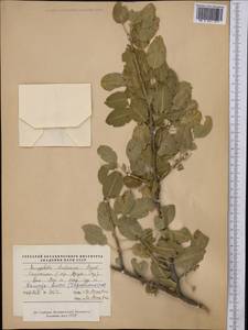 Prunus bucharica (Korsh.) B. Fedtsch., Middle Asia, Pamir & Pamiro-Alai (M2) (Tajikistan)