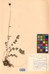 Sanguisorba officinalis L., Siberia, Russian Far East (S6) (Russia)