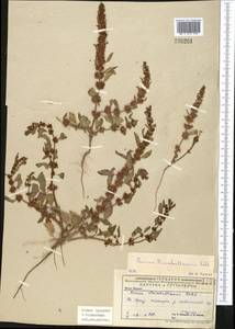 Rumex marschallianus Rchb., Middle Asia, Caspian Ustyurt & Northern Aralia (M8) (Kazakhstan)