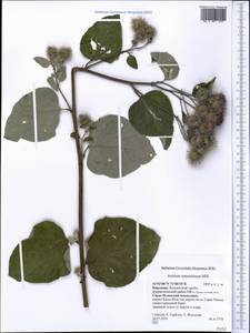 Arctium tomentosum Mill., Middle Asia, Western Tian Shan & Karatau (M3) (Kyrgyzstan)