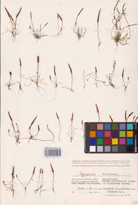 Myosurus minimus L., Eastern Europe, Lower Volga region (E9) (Russia)