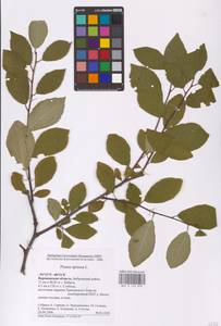 Prunus spinosa L., Eastern Europe, Central forest-and-steppe region (E6) (Russia)