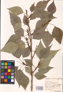 Populus tremuloides Michx., Eastern Europe, Lower Volga region (E9) (Russia)