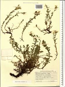 Hypericum orientale L., Caucasus, Stavropol Krai, Karachay-Cherkessia & Kabardino-Balkaria (K1b) (Russia)