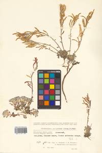 Christolea parryoides (Cham.) N. Busch, Siberia, Chukotka & Kamchatka (S7) (Russia)