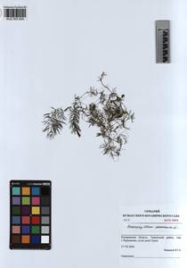 KUZ 003 824, Ceratophyllum demersum L., Siberia, Altai & Sayany Mountains (S2) (Russia)