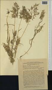 Eragrostis cilianensis (All.) Janch., Western Europe (EUR) (Romania)
