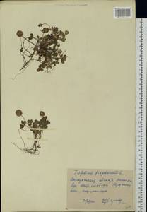Trifolium fragiferum L., Eastern Europe, South Ukrainian region (E12) (Ukraine)