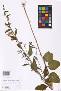 Campanula × spryginii Saksonov, Tzvelev & Bot.Zhurn., Eastern Europe, Central forest-and-steppe region (E6) (Russia)