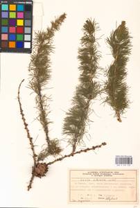 Larix sibirica Ledeb., Eastern Europe, Moscow region (E4a) (Russia)